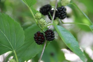 Mulberries