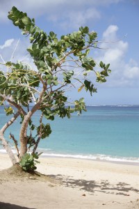 Food of St Martin Dining Out10