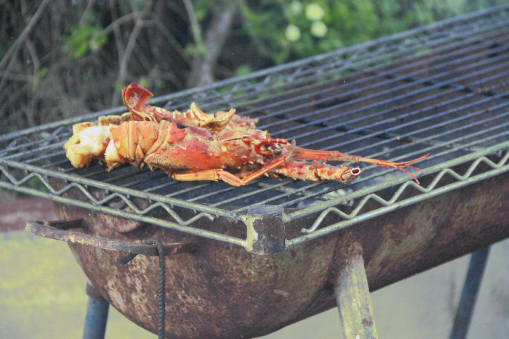 Caribbean Lobster